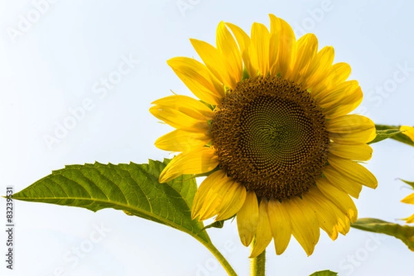 Fototapeta Sun flower