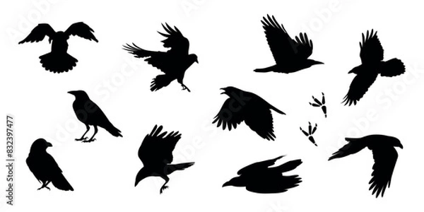 Fototapeta crow. a shadow. the silhouette of a crow. vector. black color. on a white background. seamless pattern. the pattern. animal. a wild animal. bird. Fly. traces.