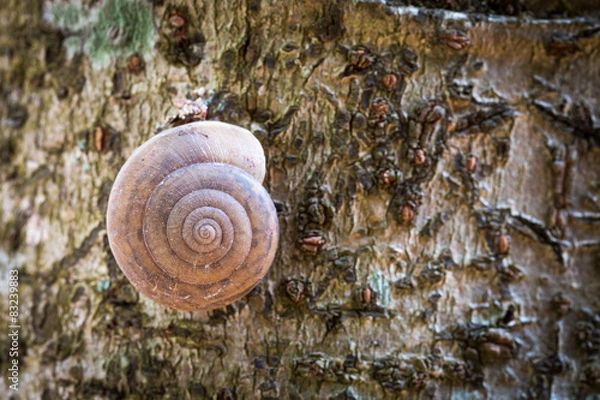 Fototapeta snail shell at a tree trunk