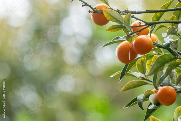 Obraz オレンジ色の柑橘の実