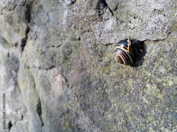 Fototapeta Ślimak