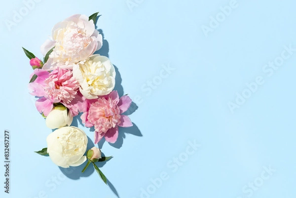 Fototapeta White and pink peonies with hard shadows on a blue background. Top view. Space for text.