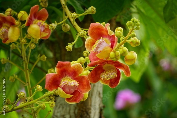 Obraz Shorea robusta flowers bloom on the tree