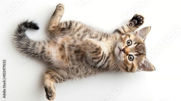 Fototapeta adorable kitten posing playfully top view of cute cat isolated on white pet animal studio photography