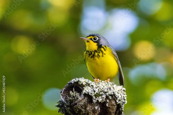 Fototapeta Canada Warbler