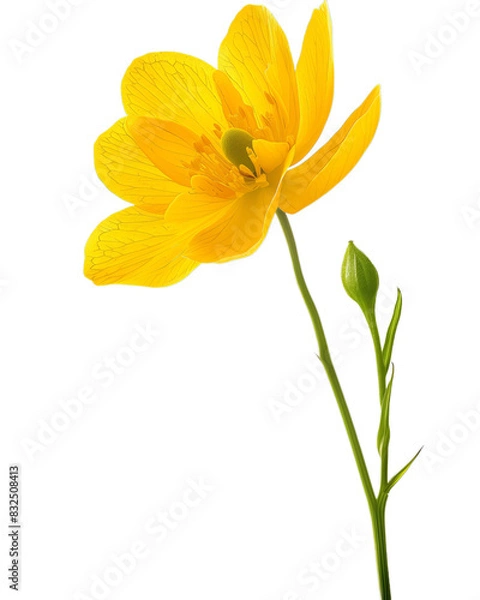 Fototapeta Bright Yellow Flower with Bud and Stem, Isolated on Transparent Background, PNG.