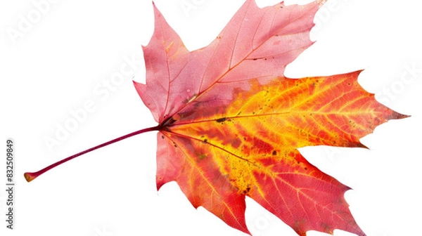 Fototapeta Maple leaf