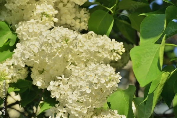 Fototapeta Ветка белой сирени