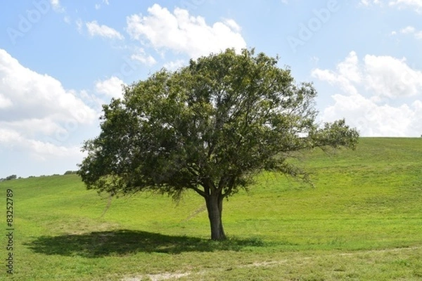 Obraz The Money Tree