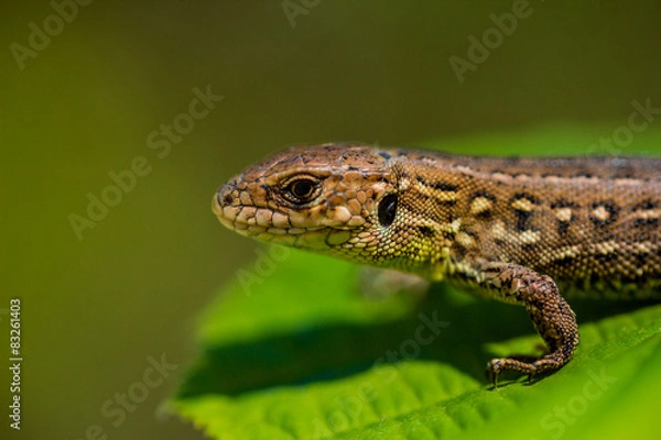 Obraz Зеленая ящерица на листике