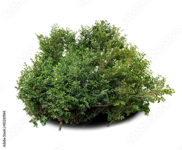 Obraz Boxwood shrub.