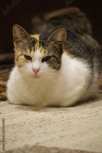 Fototapeta Cute cat indoors