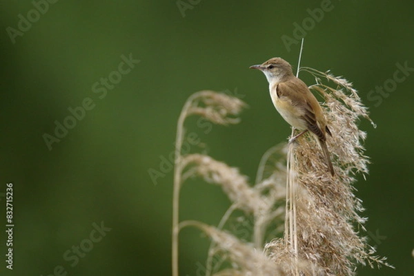 Fototapeta A beautiful bird sits on the grass on a green background. The great reed warbler (Acrocephalus arundinaceus) is a Eurasian bird in the passerine genus Acrocephalus.