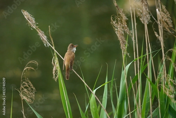 Fototapeta A beautiful bird sits on the grass on a green background. The great reed warbler (Acrocephalus arundinaceus) is a Eurasian bird in the passerine genus Acrocephalus.