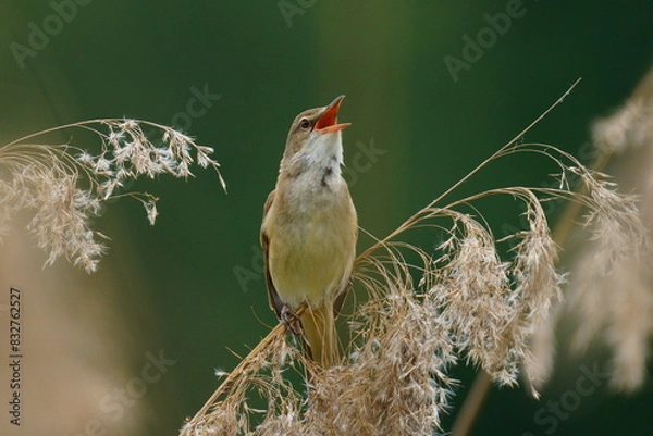 Fototapeta A beautiful bird sits on the reeds and sings. The great reed warbler (Acrocephalus arundinaceus) is a Eurasian bird in the passerine genus Acrocephalus.