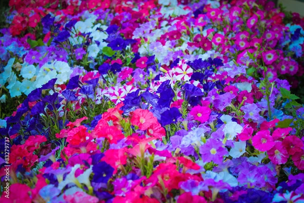 Obraz Beautiful Flowers