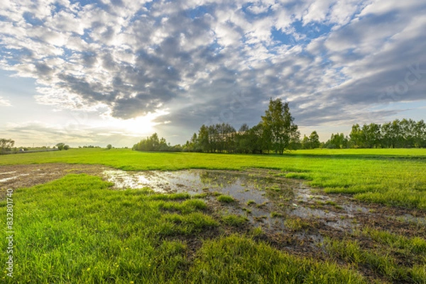 Fototapeta Sunset sky, spring evening landscape, soft sunlight on the grass. A large puddle in the middle of a plowed field. Swampy field, evening rural landscape.