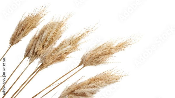 Fototapeta Pampas Grass Flower Dried