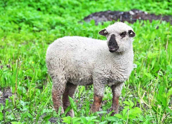 Fototapeta lamb eats dandelions