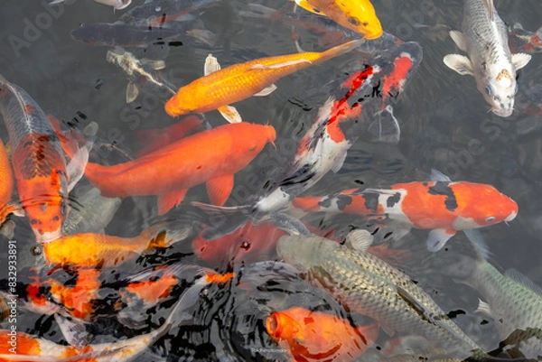 Fototapeta Various cool colored koi fish in the pond