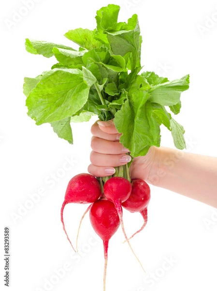 Obraz Hand holding red radish bunch