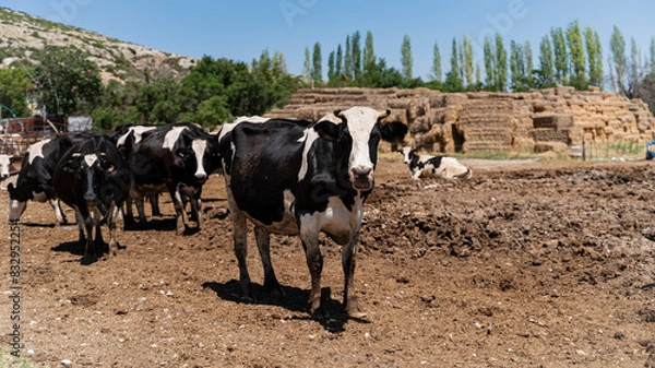 Fototapeta cow and herd of cows in a farm