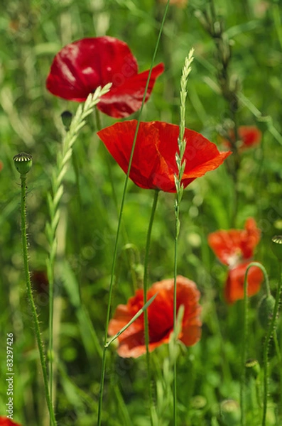 Obraz Poppy in a field