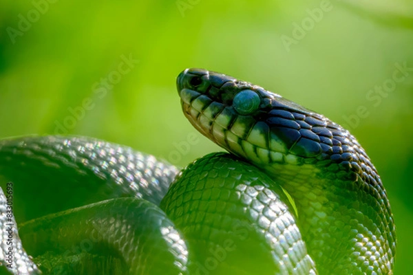 Fototapeta Snake