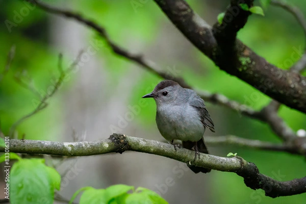 Fototapeta Wild birds