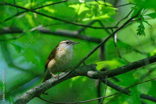Fototapeta Wild birds
