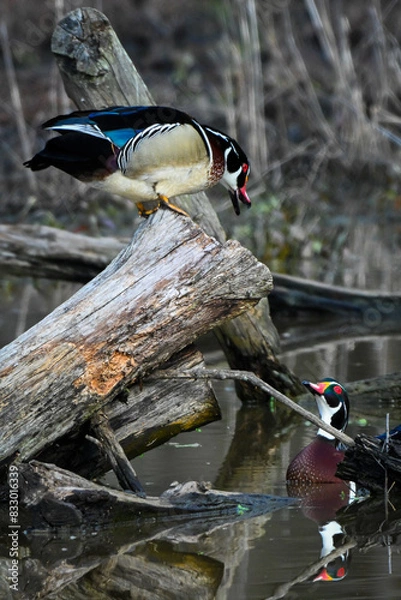 Obraz Wood duck