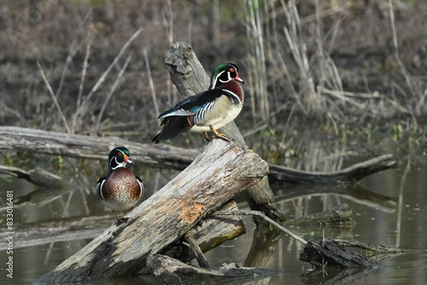 Obraz Wood ducks