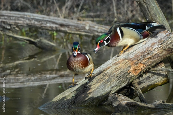 Obraz Wood ducks