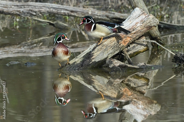 Obraz Wood ducks