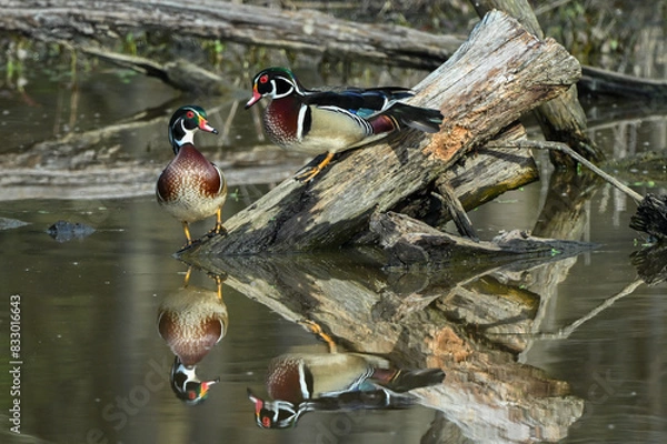 Obraz Wood ducks