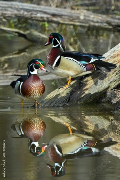 Obraz Wood ducks