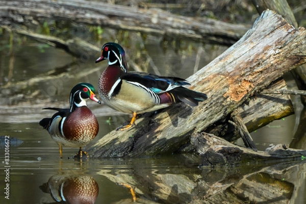 Obraz Wood ducks