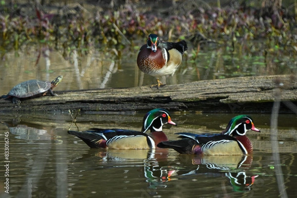 Obraz Wood ducks