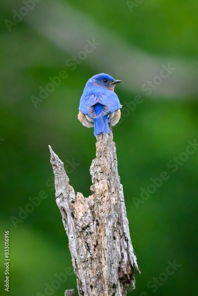 Fototapeta Wild birds