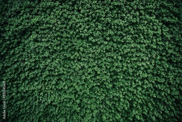 Obraz green moss background