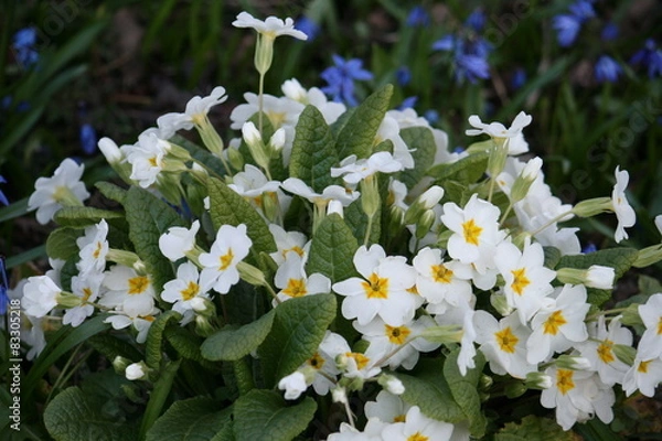 Obraz Weiße Primeln