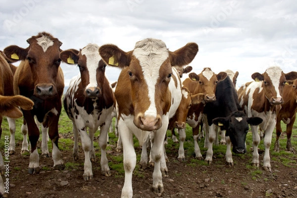 Obraz Ayrshire Cattle