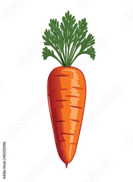 Obraz Vector simple carrot