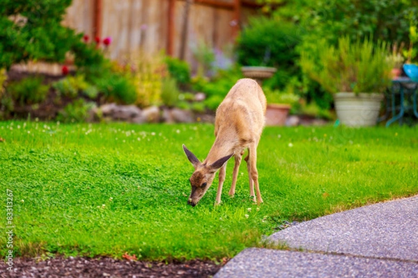 Fototapeta Mule Deer in Backyard