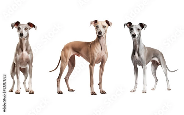 Fototapeta Set of Italian Greyhound Standing Isolated on Transparent Background