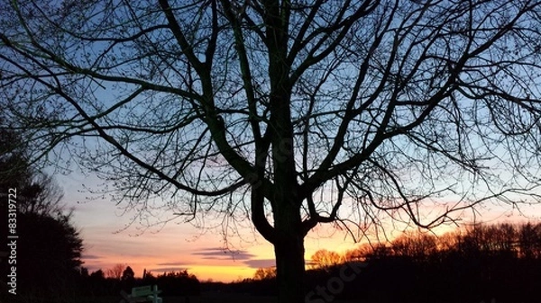 Fototapeta Tree sunset