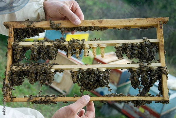 Obraz Breeding queen bees