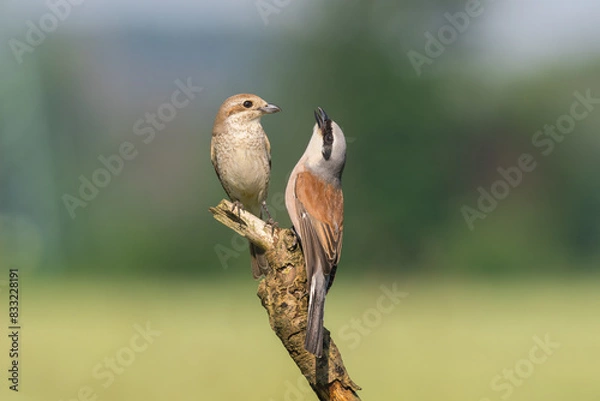 Fototapeta Beautiful nature scene with bird Red-backed Shrike (Lanius collurio). Wildlife shot of bird Red-backed Shrike (Lanius collurio) on the branch. Red-backed Shrike (Lanius collurio)in the nature habitat.