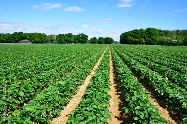 Fototapeta strawberry field