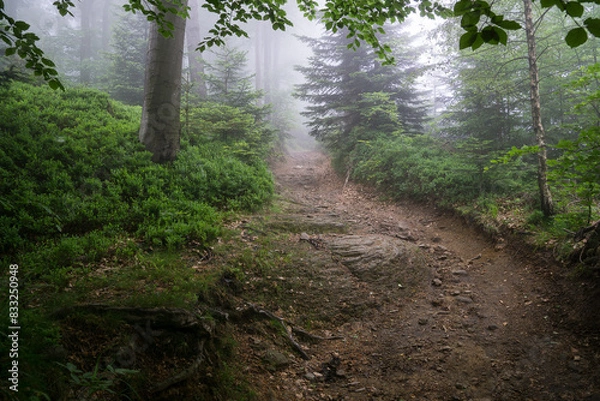 Obraz Beskid forest drowning in fog